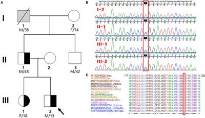 Case Report: Novel Likely Pathogenic ACTN2 Variant Causing Heterogeneous Phenotype in a Korean Family With Left Ventricular Non-compaction